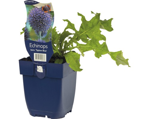 Boule azurée FloraSelf Echinops bannaticus 'Taplow Blue' h 5-40 cm Co 0,5 l Boule azurée variété Taplow Blue en pot