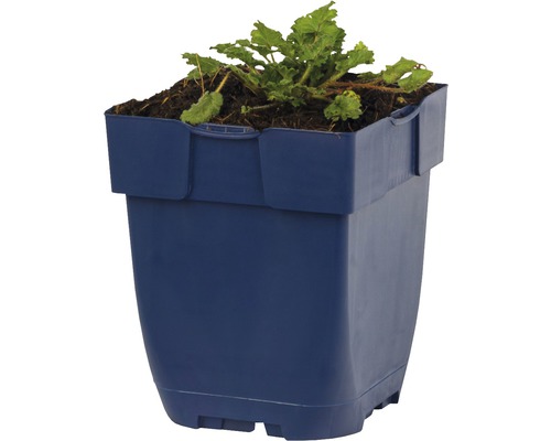 Pot de fleurs bleu avec plante