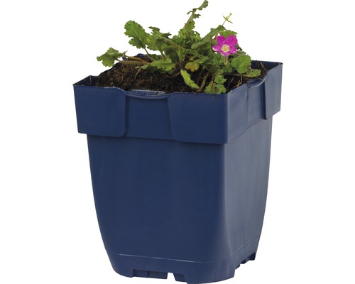 Pot de fleurs en plastique avec plante