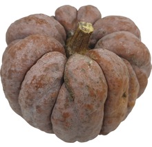 Gros plan de citrouille
