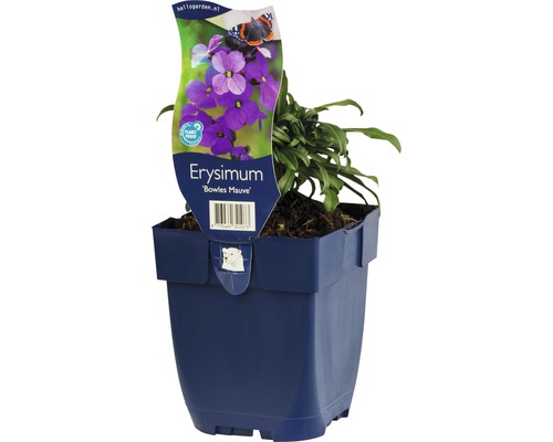 Giroflée mauve Erysimum-Cultivars 'Bowles Mauve' H 5-60 cm Co 0,5 l