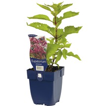 Eupatorium purpureum Pflanze im Topf