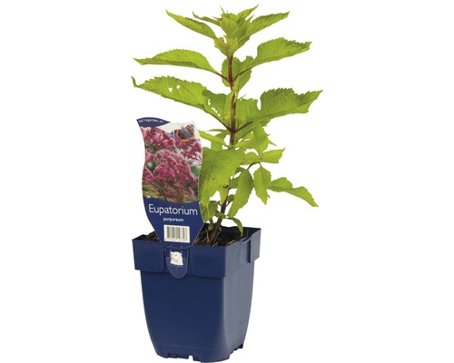 Eupatorium purpureum plante en pot
