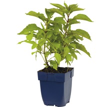 Hortensie im Topf