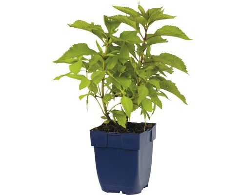 Hortensia en pot
