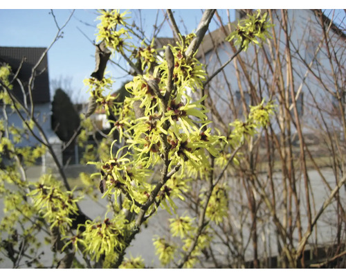 Blühender Hamamelisstrauch im Garten