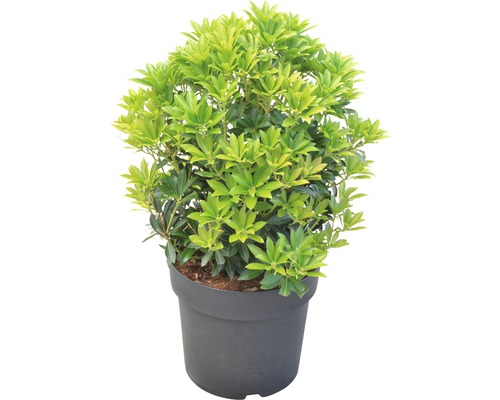 Japanische Lavendelheide in einem Topf