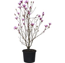 Magnolia en pot avec des fleurs roses