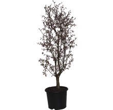 Viorne cultivée en pot avec des fleurs délicates