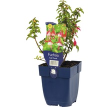 Fuchsia Lady Thumb en pot