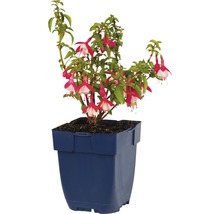 Fuchsia dans un pot de fleurs