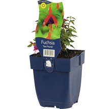 Fuchsia ''Tom Thumb'' en pot