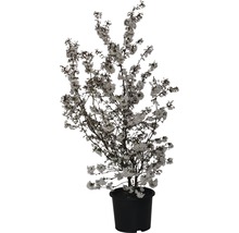 Prunus kurilensis FloraSelf Brillant, 100-125 cm