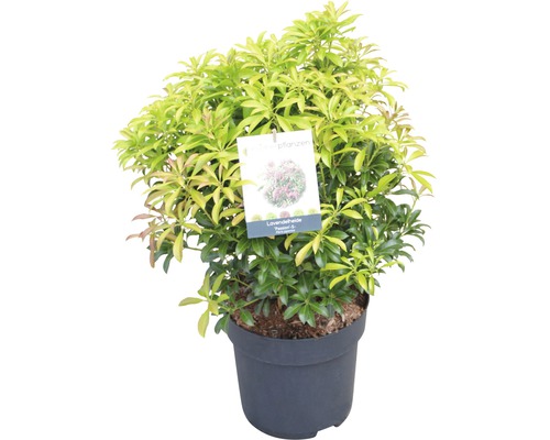 Schattenglöckchen FloraSelf Pieris japonica "Passion"® H 40-50 cm Co 6 L