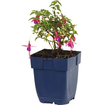 Fuchsia en pot