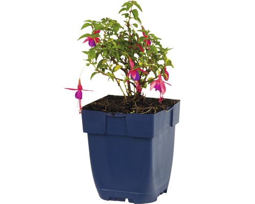 Fuchsie in einem Topf