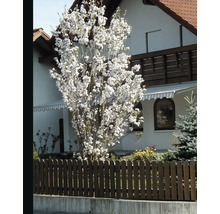 Blühender Baum vor einem Wohnhaus mit Holzzaun