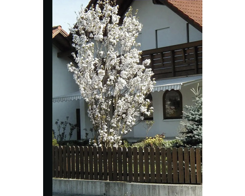 Blühender Baum vor einem Wohnhaus mit Holzzaun