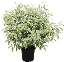 Bunter Hartriegel im Topf