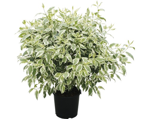 Bunter Hartriegel im Topf