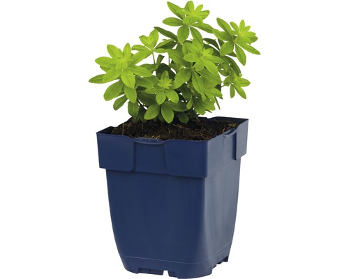 Plant de aspérule odorante cultivée en pot