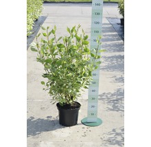 Hartriegel im Topf mit Höhenangabe