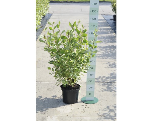 Hartriegel im Topf mit Höhenangabe