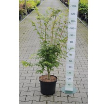 Érable japonais en pot avec indication de taille