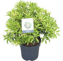 Schattenglöckchen FloraSelf Pieris japonica "Forest Flame" H 40-50 cm Co 6 L