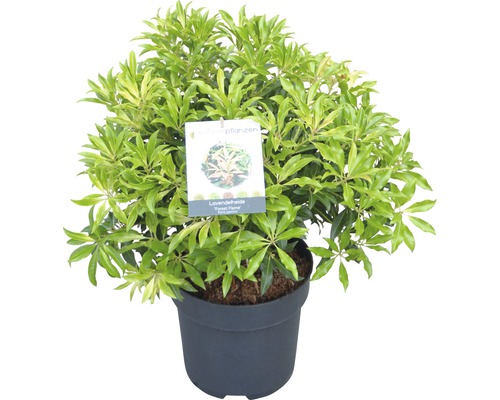 Schattenglöckchen FloraSelf Pieris japonica "Forest Flame" H 40-50 cm Co 6 L Lavendelheide im Topf
