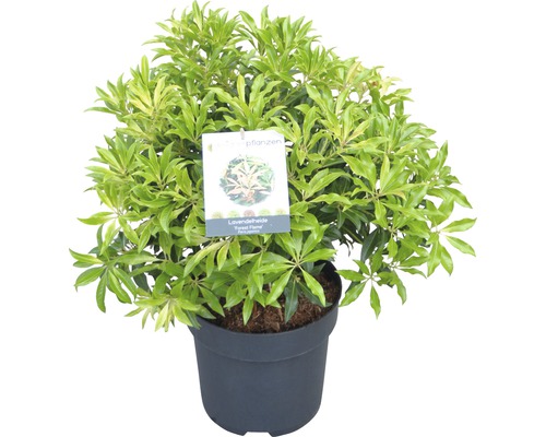 Schattenglöckchen FloraSelf Pieris japonica "Forest Flame" H 40-50 cm Co 6 L