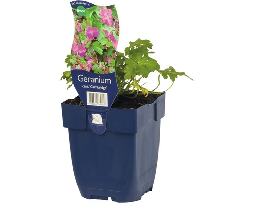 Géranium Cambridge en pot