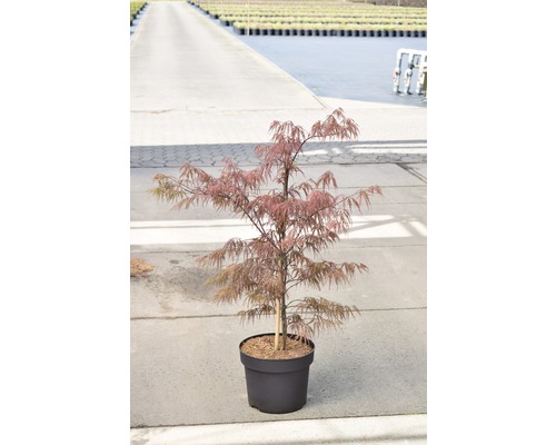 Japanischer Ahorn im Topf