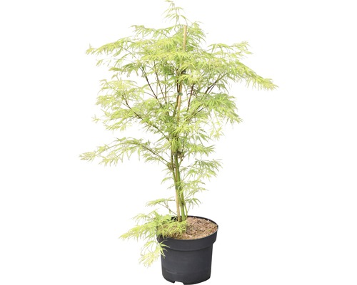 Japanischer Ahornbaum im Topf