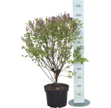 Lilas nain en fleurs en pot avec indication de taille