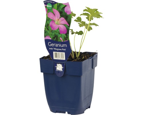 Storchenschnabel FloraSelf Geranium endressii 'Wargrave Pink' H 5-35 cm Co 0,5 L