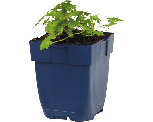 Géranium dans un pot de fleurs bleu