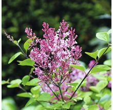 Lilas FloraSelf Syringa meyeri 'Tinkerbelle'® H 60-80 cm Co 10 L