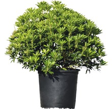 Rhododendron en pot