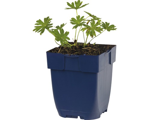 Géranium dans un pot