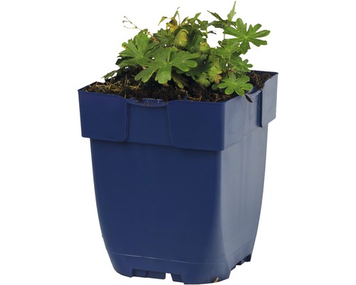 Plante de géranium en pot