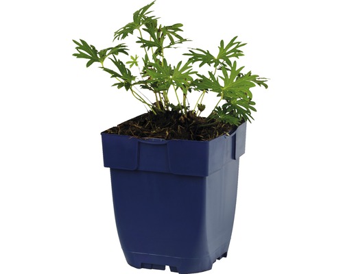 Géranium dans un pot