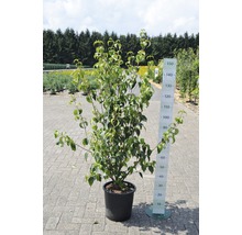 Cornus kousa FloraSelf Cornus kousa 'Milky Way' h 100-125 cm Co 18 l