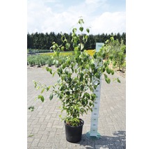 Cornouiller en pot avec indication de la taille