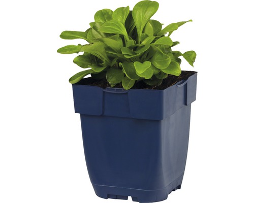 Mâche en pot bleu