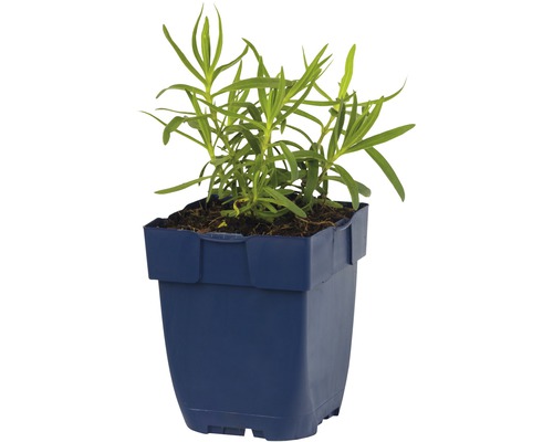 Estragon Pflanze im Topf