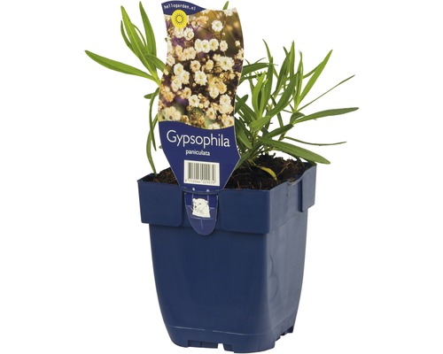 Rispiges Schleierkraut, Gipskraut Gypsophila paniculata H 5-100 cm Co 0,5 L Gypsophila paniculata im Topf