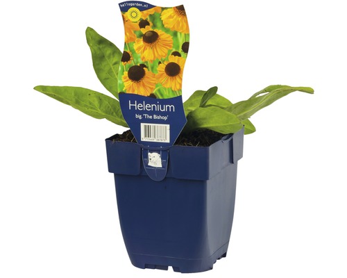 Helenium ''The Bishop'' dans un pot