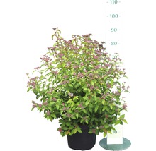 Spirée dans un pot