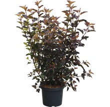 Blasenspiere FloraSelf Physocarpus opulifolius 'Lady in Red' H 80-100 cm Co 10 L